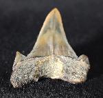 Cretalamna borealis (PRIEM 1897) - Bild &copy; FossNet FossilienStore